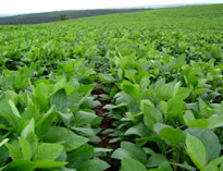 soya